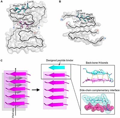 Structure-Based Peptide Inhibitor Design of Amyloid-β Aggregation